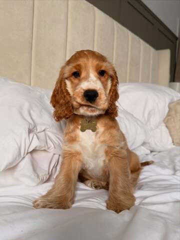 Wunderschöne Cocker-Spaniel-Welpen suchen ein liebevolles neues Zuhause