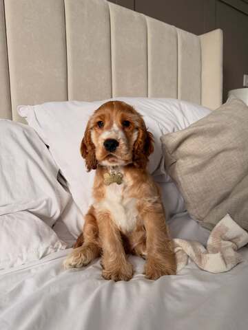 Wunderschöne Cocker-Spaniel-Welpen suchen ein liebevolles neues Zuhause