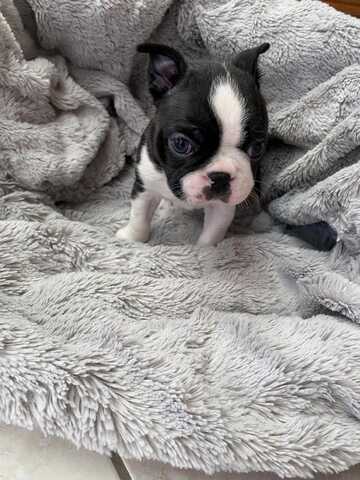 Wunderschöne Boston-Terrier-Welpen suchen ein liebevolles neues Zuhause