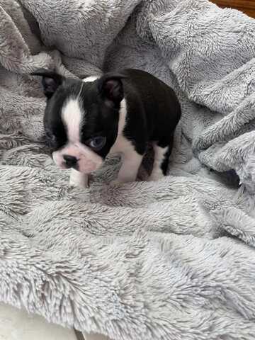 Wunderschöne Boston-Terrier-Welpen suchen ein liebevolles neues Zuhause