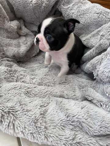 Wunderschöne Boston-Terrier-Welpen suchen ein liebevolles neues Zuhause