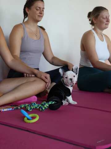 Wunderschöne Französische Bulldoggen-Welpen suchen ein liebevolles neues Zuhause