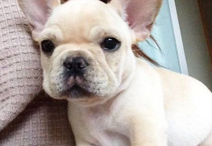 Französische Bulldoggenwelpen, ab heute verfügbar!