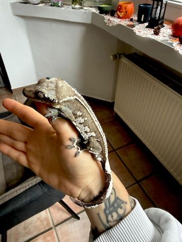 Wunderschöner Kronengecko Axanthic