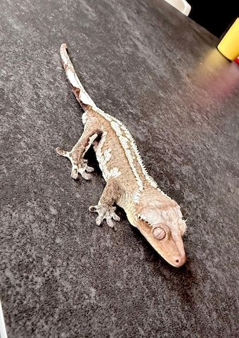 Wunderschöner Kronengecko Axanthic