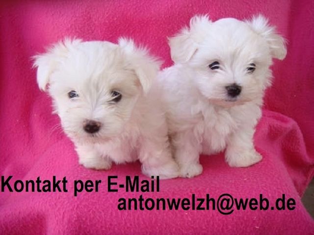 Malteser welpen suchen ein neues zuhause