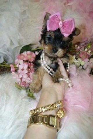 Yorkie Welpen