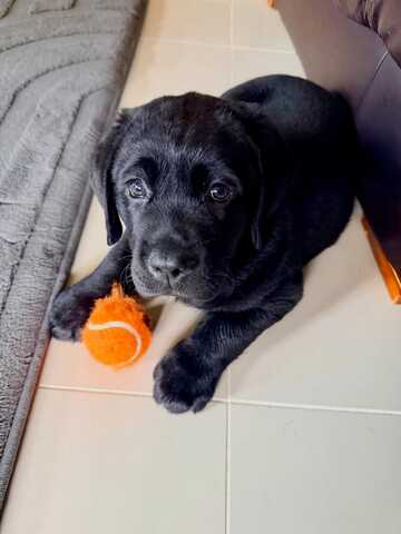 Wunderschöne Labrador-Retriever-Welpen suchen ein liebevolles neues Zuhause