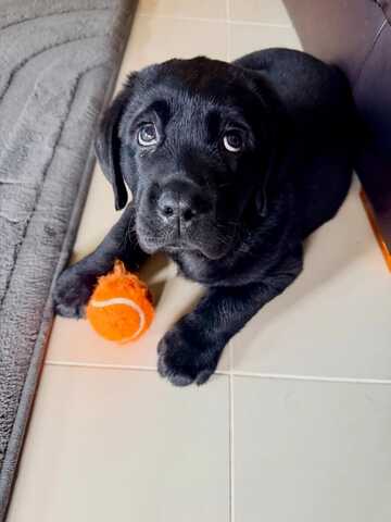 Wunderschöne Labrador-Retriever-Welpen suchen ein liebevolles neues Zuhause