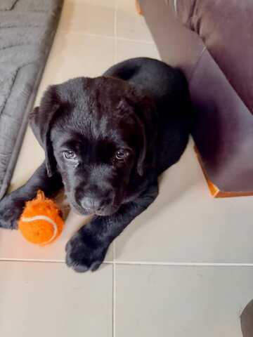 Wunderschöne Labrador-Retriever-Welpen suchen ein liebevolles neues Zuhause