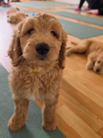 Wunderschöne Golden-Retriever-Welpen suchen ein liebevolles neues Zuhause