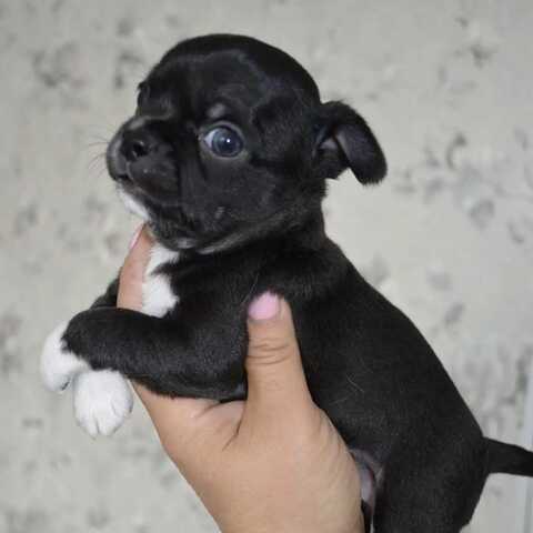 Wunderschöne Chihuahua-Welpen suchen ein liebevolles neues Zuhause