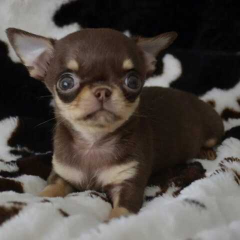 Wunderschöne Chihuahua-Welpen suchen ein liebevolles neues Zuhause
