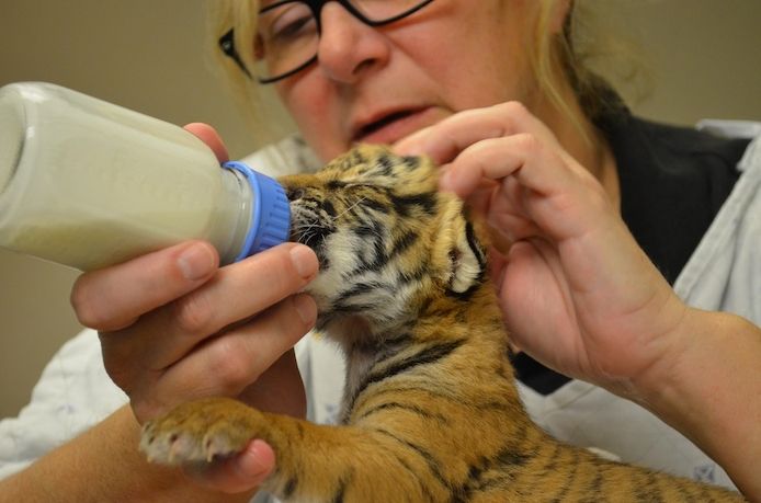 Tiger Cube