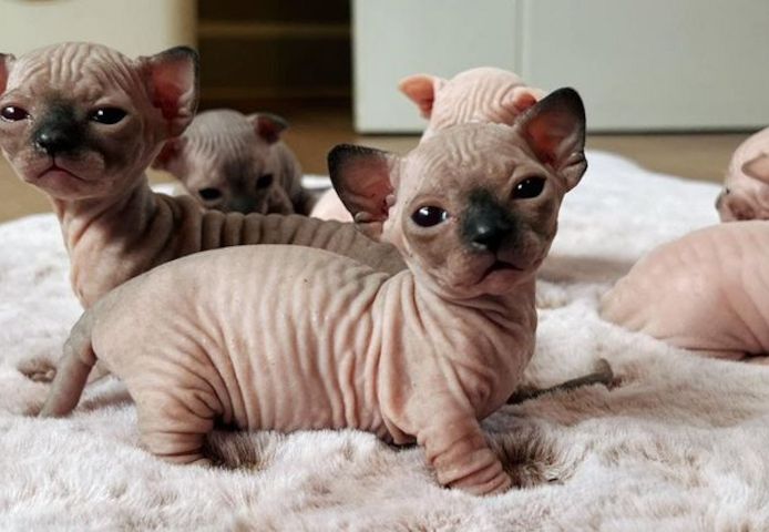 Sphynx-Kätzchen