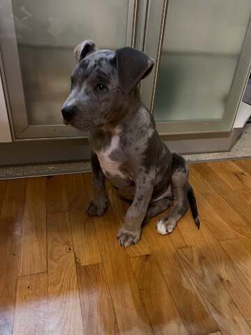 Wunderschöne Pitbull-Welpen suchen ein liebevolles neues Zuhause