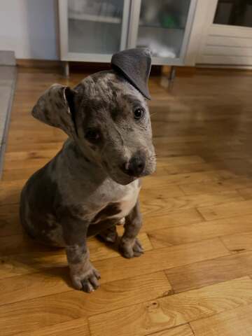 Wunderschöne Pitbull-Welpen suchen ein liebevolles neues Zuhause