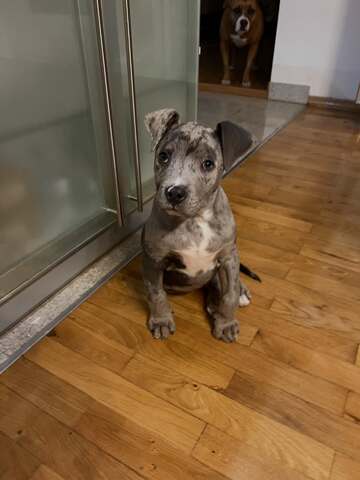 Wunderschöne Pitbull-Welpen suchen ein liebevolles neues Zuhause