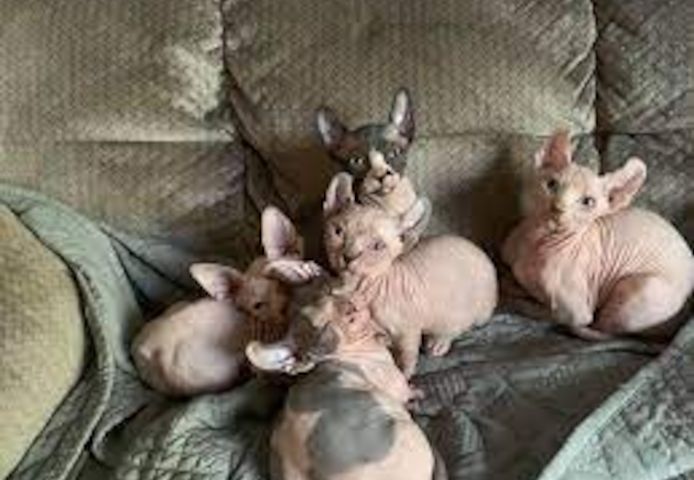 Sphynx-Kätzchen