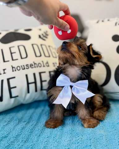 Wunderschöne Yorkshire-Terrier-Welpen suchen ein liebevolles neues Zuhause