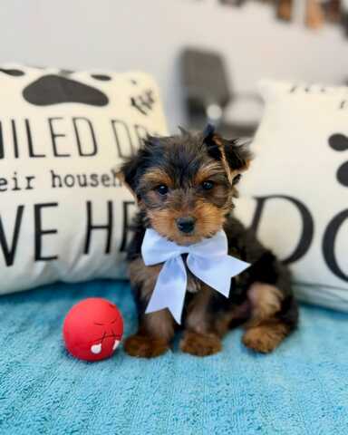 Wunderschöne Yorkshire-Terrier-Welpen suchen ein liebevolles neues Zuhause