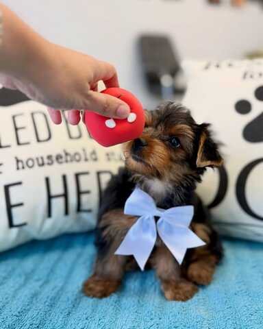 Wunderschöne Yorkshire-Terrier-Welpen suchen ein liebevolles neues Zuhause