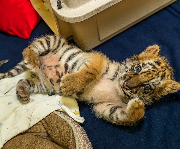 Tiger Cube
