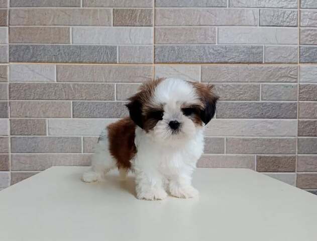 Wunderschöne Shih-Tzu-Welpen suchen ein liebevolles neues Zuhause