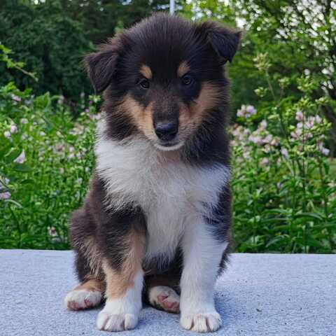 Wunderschöne Collie-Welpen suchen ein liebevolles neues Zuhause