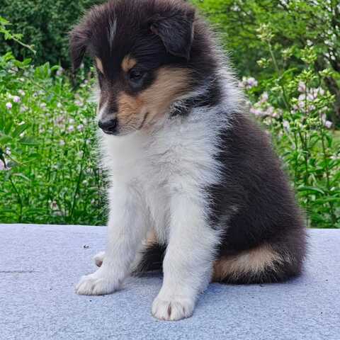 Wunderschöne Collie-Welpen suchen ein liebevolles neues Zuhause