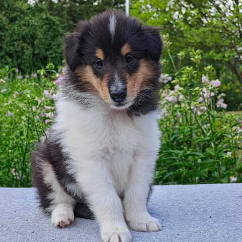 Wunderschöne Collie-Welpen suchen ein liebevolles neues Zuhause