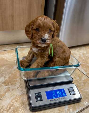Wunderschöne Cavapoo-Welpen suchen ein liebevolles neues Zuhause