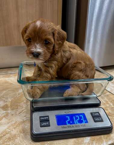 Wunderschöne Cavapoo-Welpen suchen ein liebevolles neues Zuhause