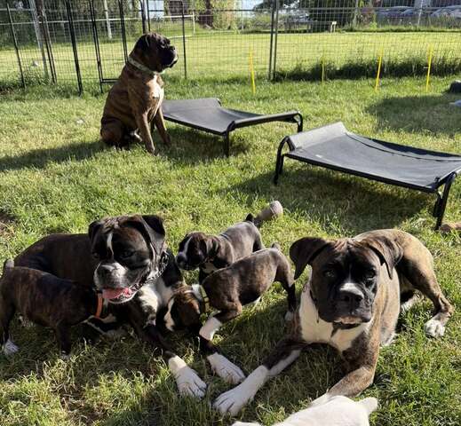 Wunderschöne Boxer-Welpen suchen ein liebevolles neues Zuhause