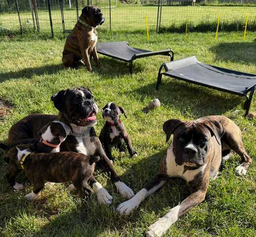 Wunderschöne Boxer-Welpen suchen ein liebevolles neues Zuhause