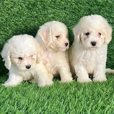 Wunderschöne Bichon-Frisé-Welpen suchen ein liebevolles neues Zuhause