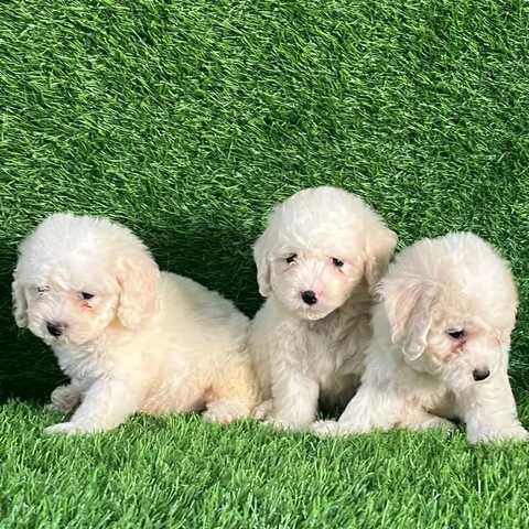 Wunderschöne Bichon-Frisé-Welpen suchen ein liebevolles neues Zuhause