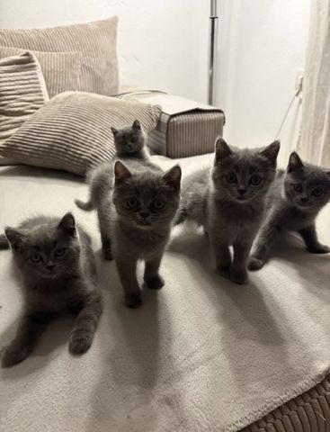 4 BKH Kitten (Weibchen)