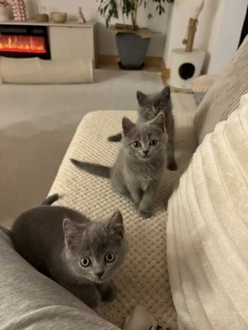 4 BKH Kitten (Weibchen)