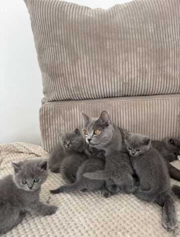 4 BKH Kitten (Weibchen)