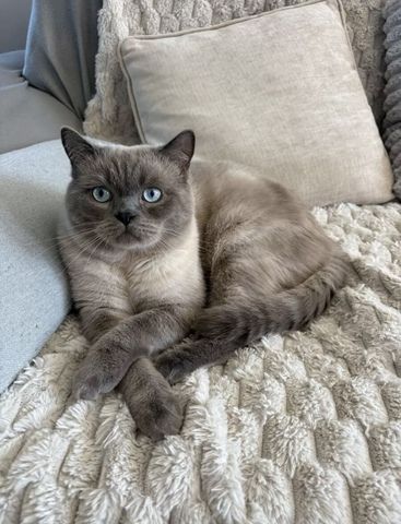 4 BKH Kitten (Weibchen)