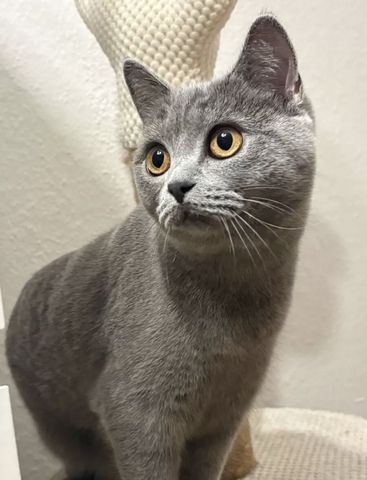 4 BKH Kitten (Weibchen)