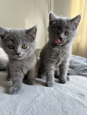 4 BKH Kitten (Weibchen)