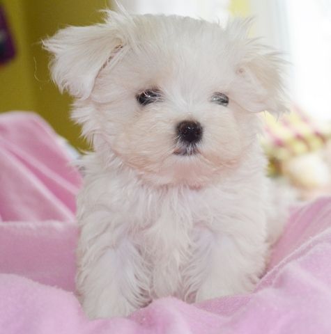 Mini Malteser(Malteser Welpen )