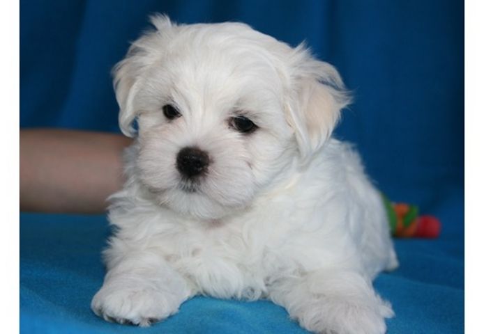 MALTESER WELPEN