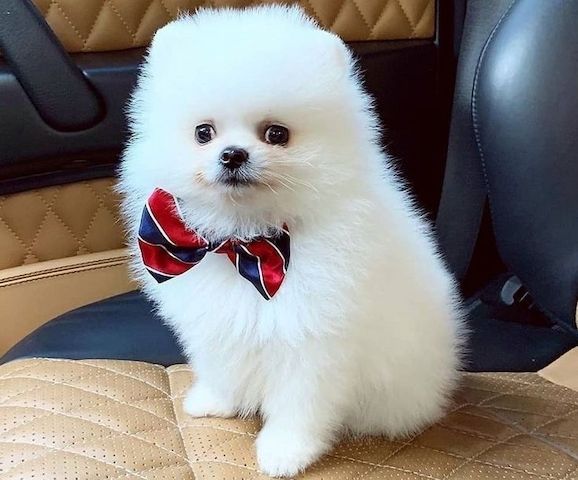 Zwergspitz-Welpen (Pomeranian). WhatsApp: +44 7469 456352