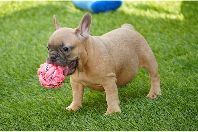 Französische Bulldoggen Welpen mit Ahnentafel