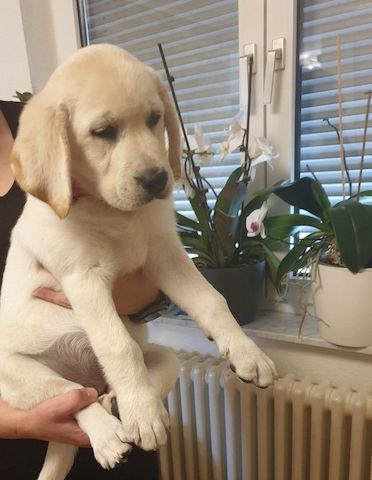 Süße Labrador Welpen mit Papieren
