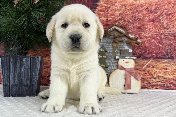 Süße Labrador Welpen mit Papieren