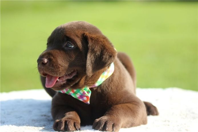 Süße Labrador Welpen mit Papieren